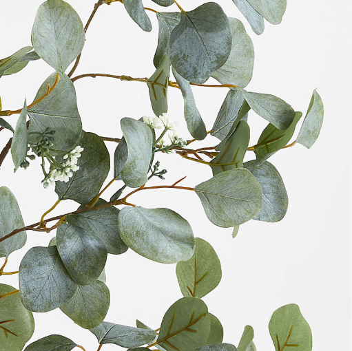 White Eucalyptus