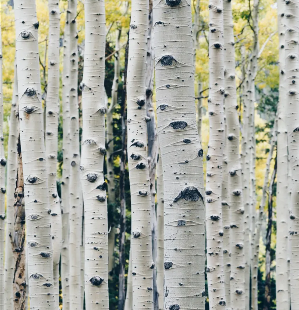 White Birch