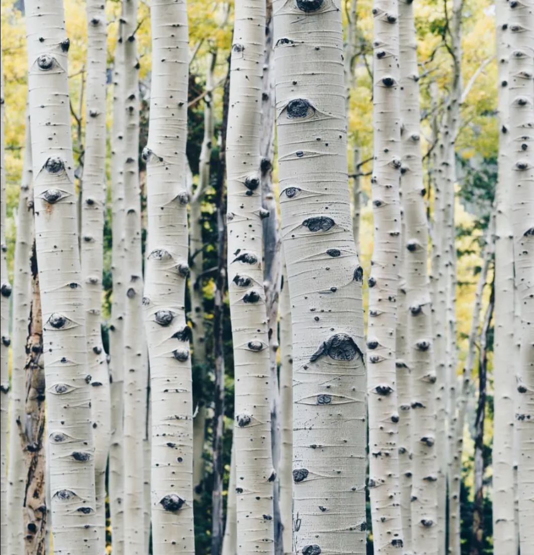 White Birch