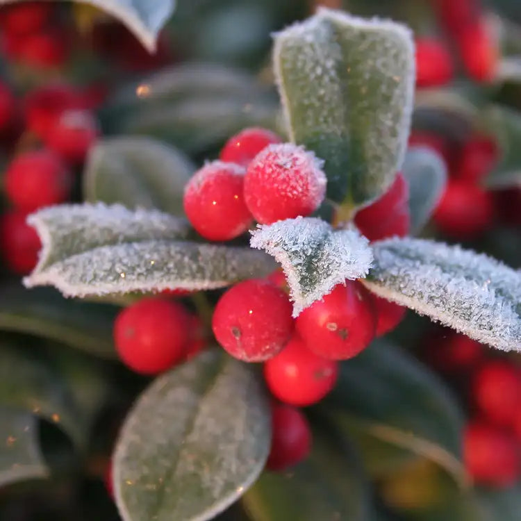 Woodland Berries & Sage